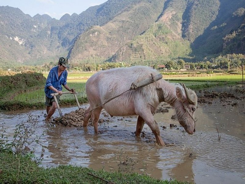 Vietnam Travel 86